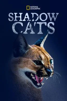 Shadow Cats (2022) บรรยายไทย ซับไทย